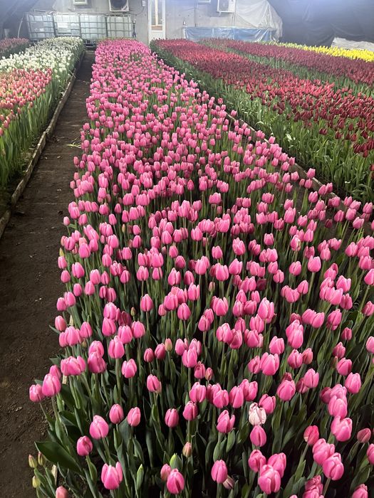 Тюльпаны оптом голландские