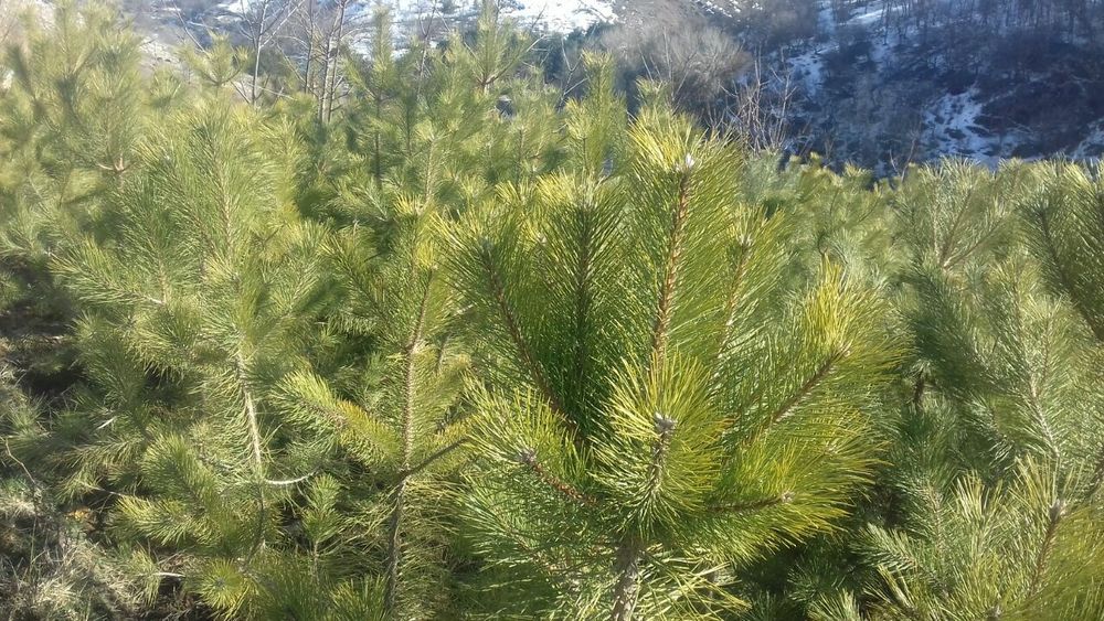 Крымские сосны продаются