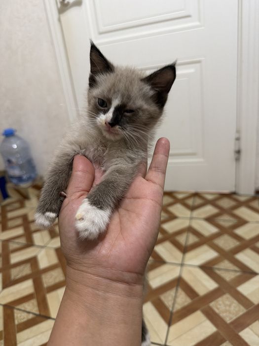 Котенок қара және сиамский