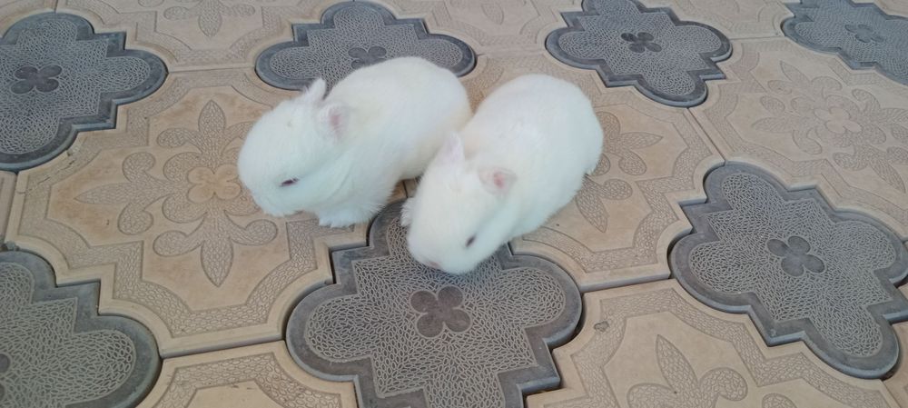 Germilin kalta quloq karlik bolalari