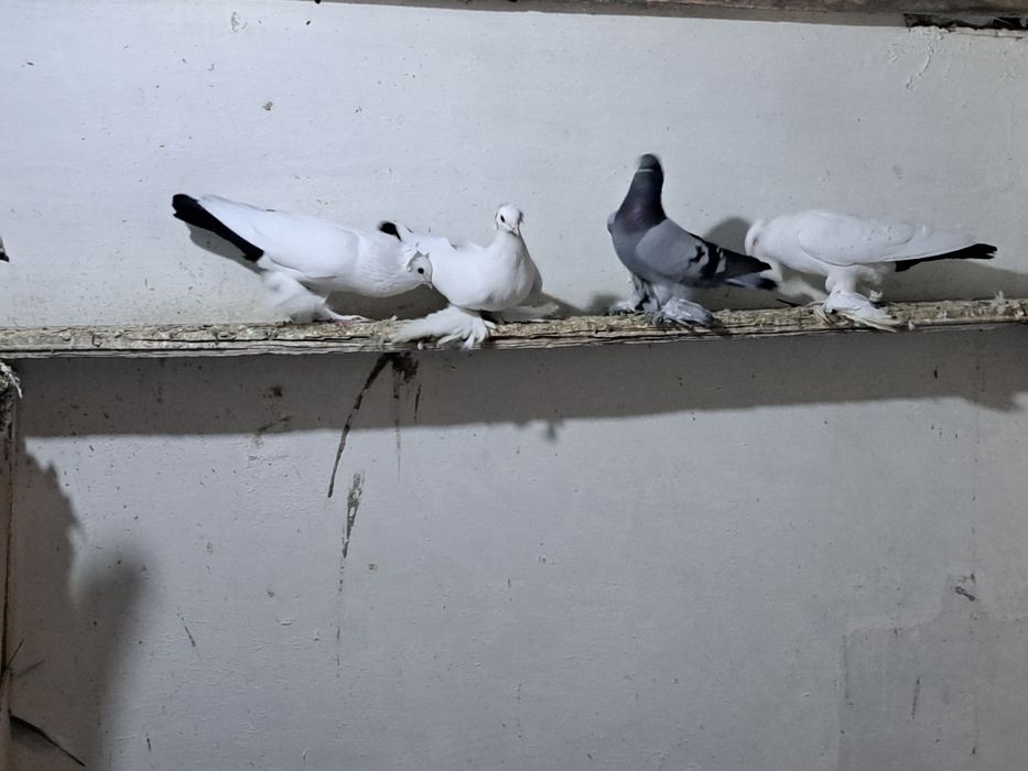Продаются голуби 200 тыс сум