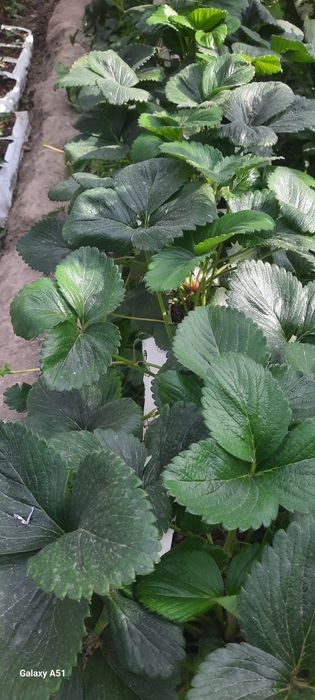 Клубника  сорт Сирия