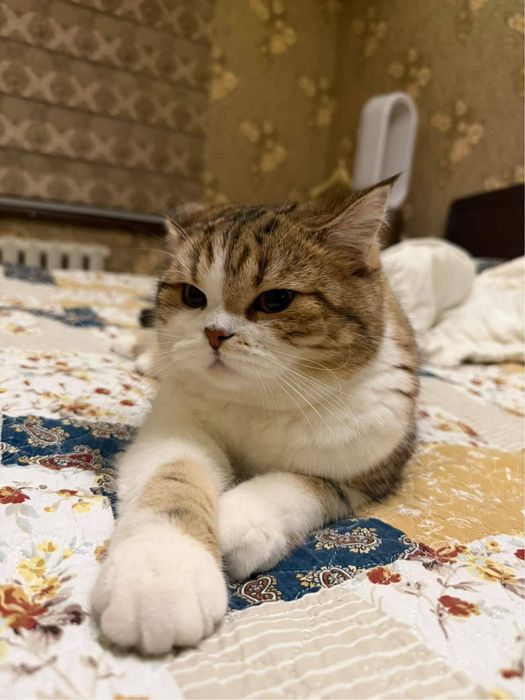 Продается кошка скоттиш страйт