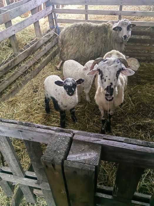 Miei si oi de vandut