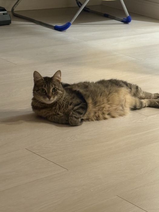 Срочно нужен дом кошке