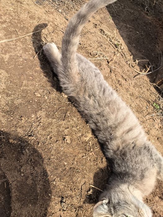 Отдам даром котят