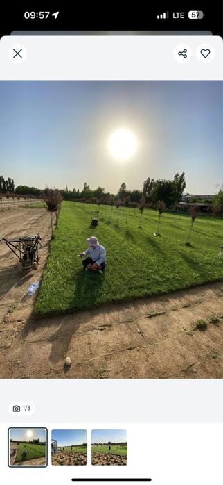 Gazon uz  1 qoʻl dexqondan 1 chi qo'l