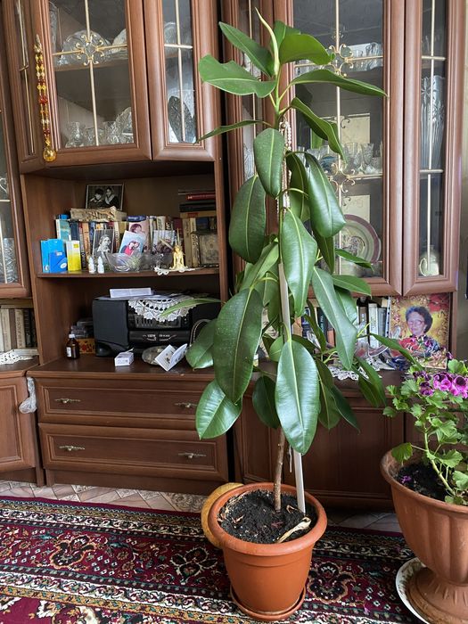 Продается фикус