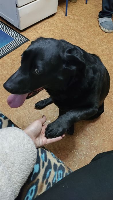 Нашлась собака черный лабрадор