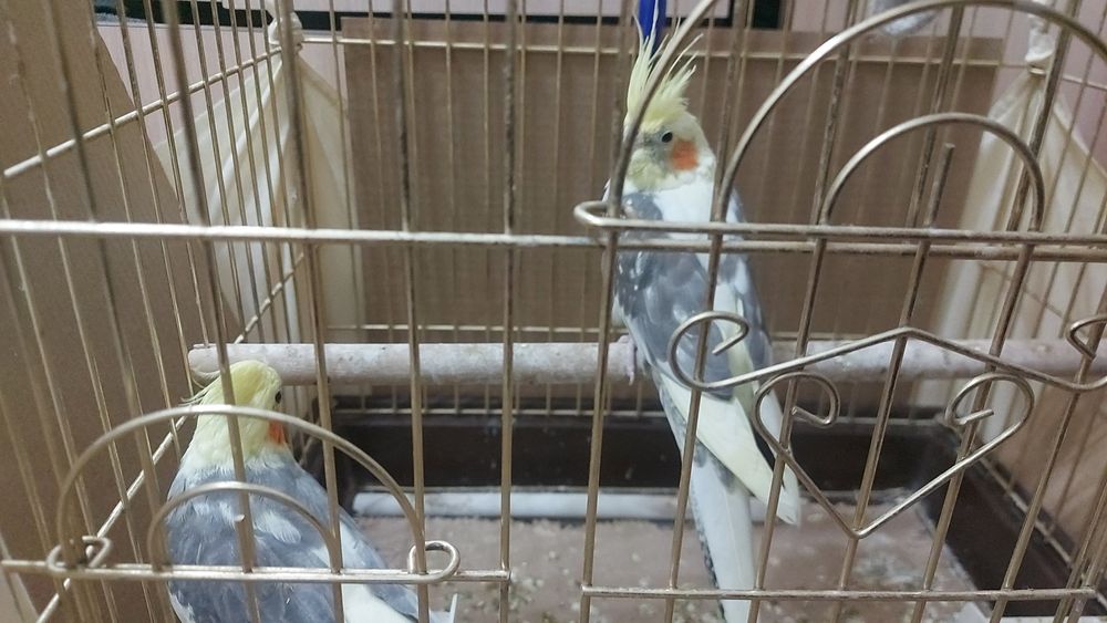 Карелла пара без клетки