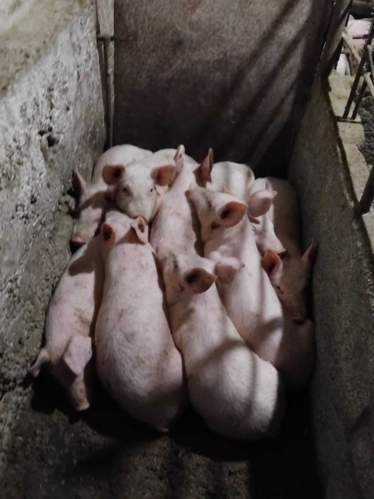 Продавам малки прасенца