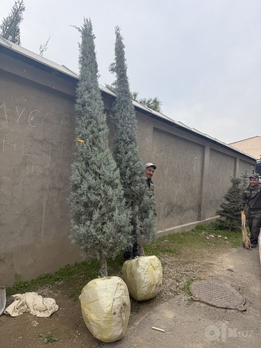 Kiparis Arizonika Italiya Keparis Arizona Archa Dekorativ