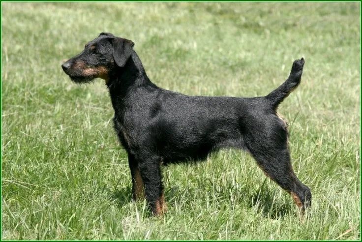 Продам ягтерьер