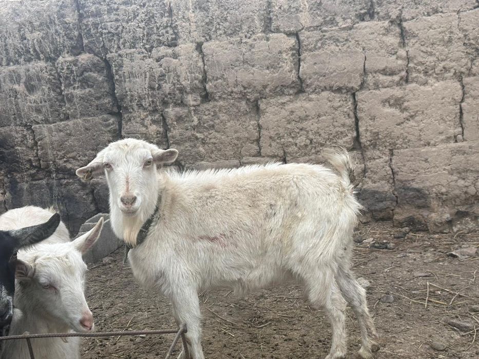 Орыс ешкі сатылады