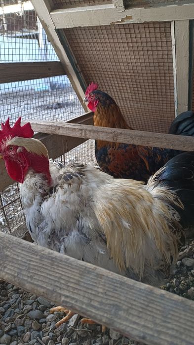 Жас қораздар сатылады