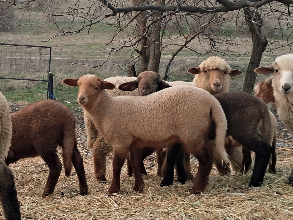 Vânzare miei pt Paște
