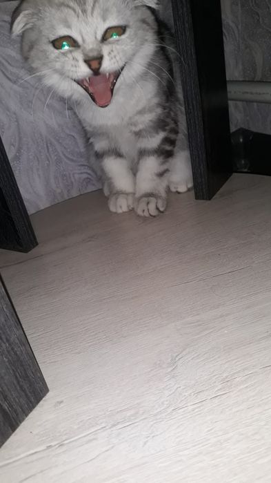 Продам  котёнка,  вислоухий scottish fold