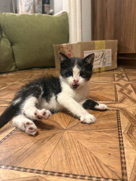 Котёнок милый красивый игривый