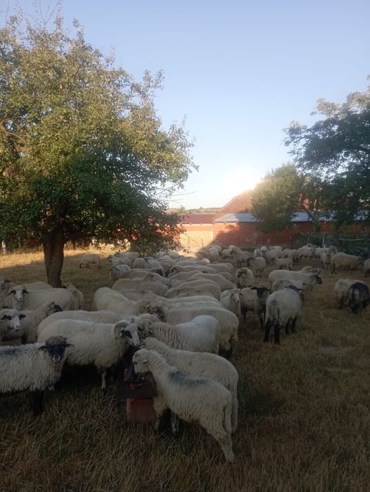 De vanzare oi țurcane