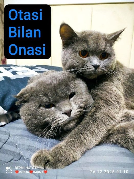 Toza qon juft mushuklar