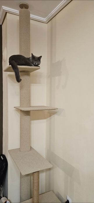 Катерушка за котка