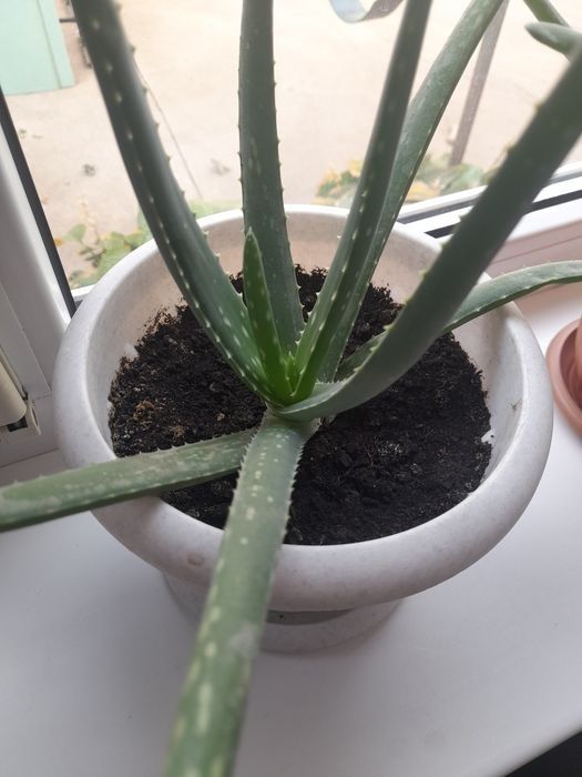 Продам  алоэ молодые