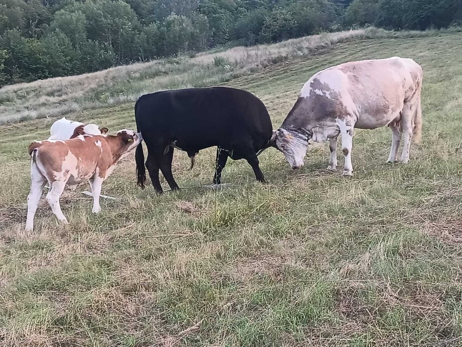 Se vinde taur in vârstă de un an și opt luni!