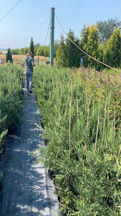 Лейланди,туй и много разстителност в едно