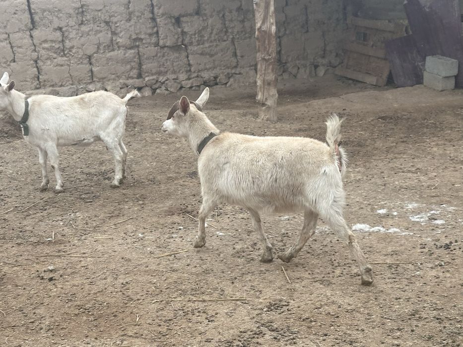 Орыс ешкі сатылады