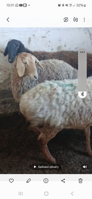 Гисар кой сатлады