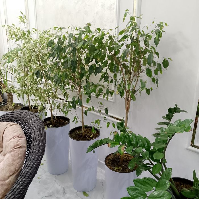 Гуллар дикорацивны