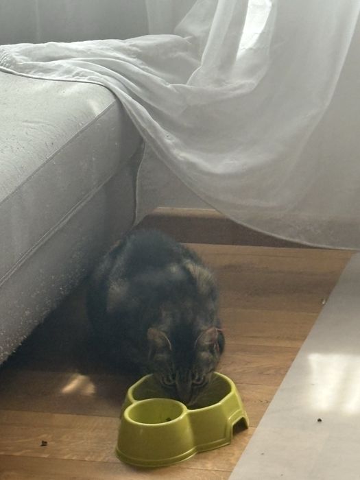 Cat Sitting Cluj-Napoca