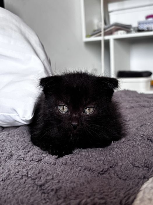 отдам котенка в добрые руки