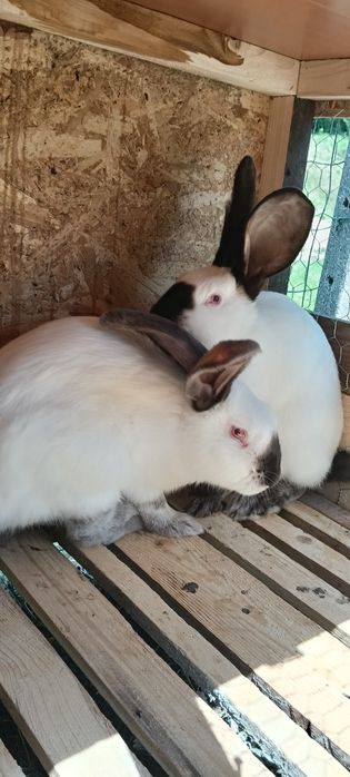 Iepuri uriași de Transilvania