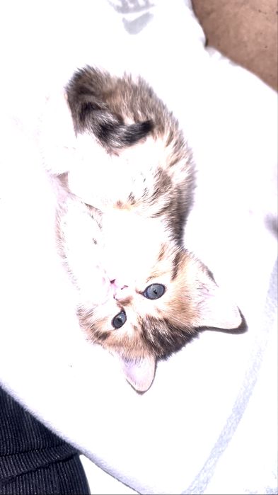 Красивый котенок
