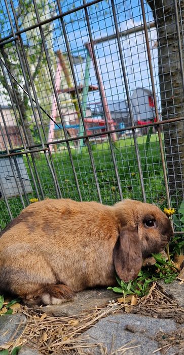 Iepure Berbec pitic mini lop