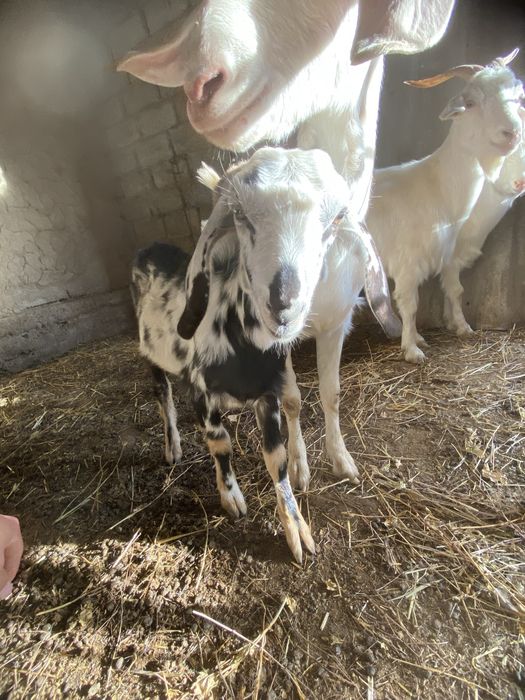 Орыс ешкілері сатылады бірінші тума екі үш айда және туады келісіп бер