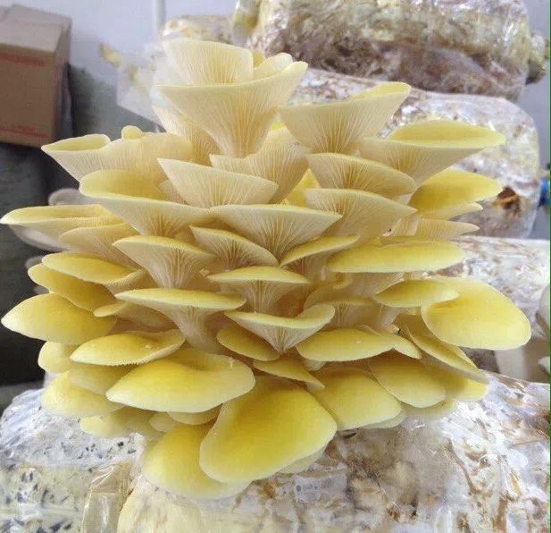 Мицелий вешенки