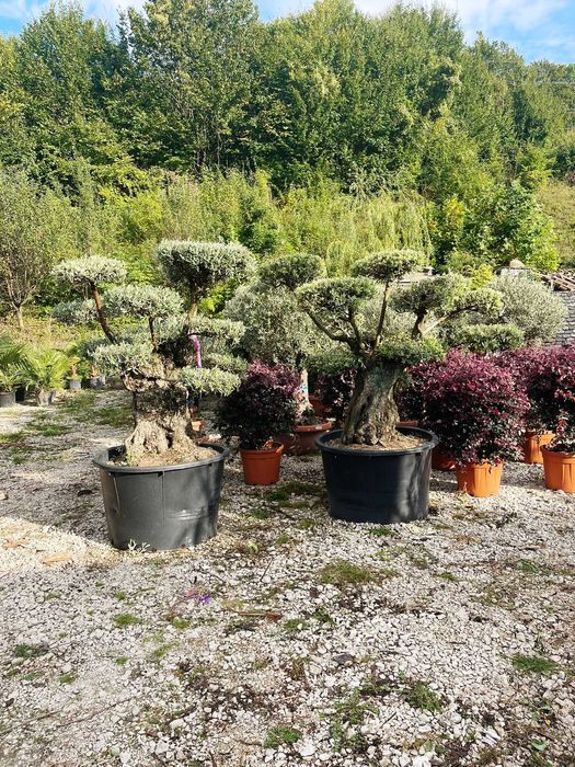 Maslin Bonsai  calitate extra