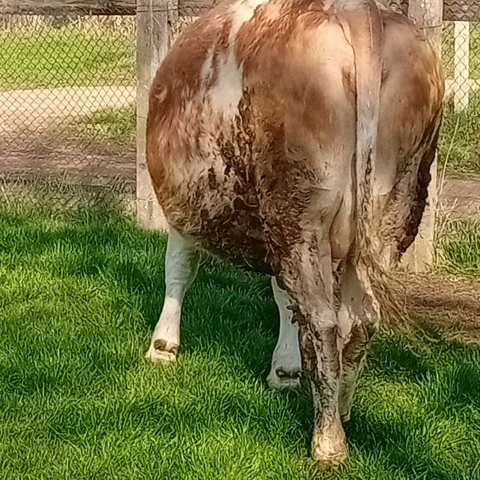 Vând juninca gestanta in 8 luni.