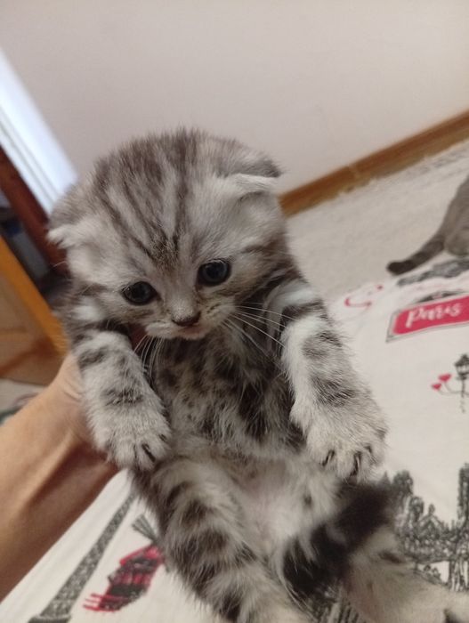 Котята 1.5 айлык