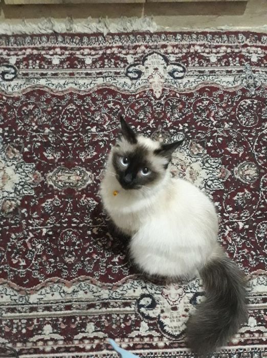 Siamskiy mushuk sotiladi