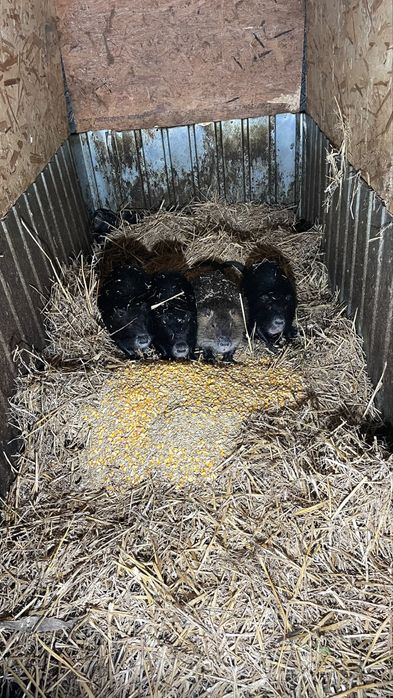 Nutrii de vânzare – familii, pui și masculi | Neamț