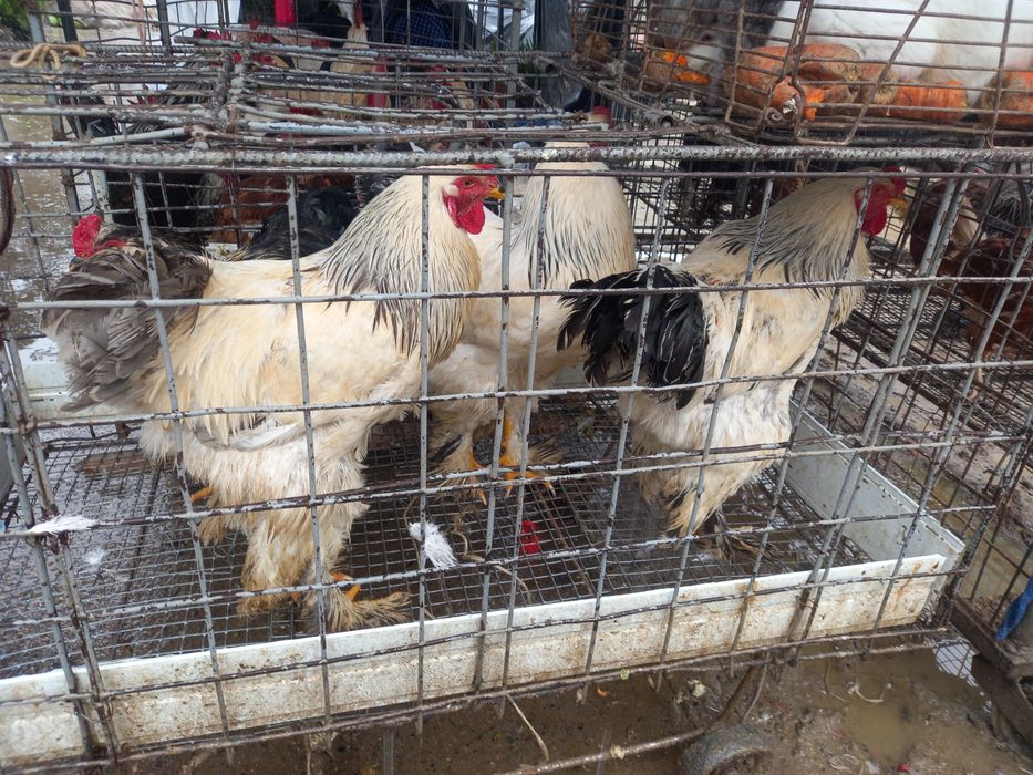 Porno komikslar yongoq