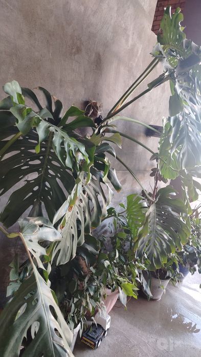 Monstera guli sotiladi