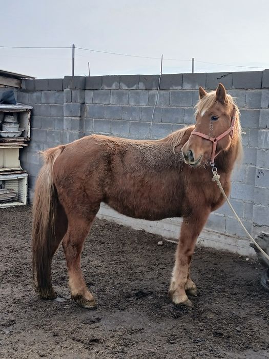 Жылқы ,кабыла,бие аткормда тұр