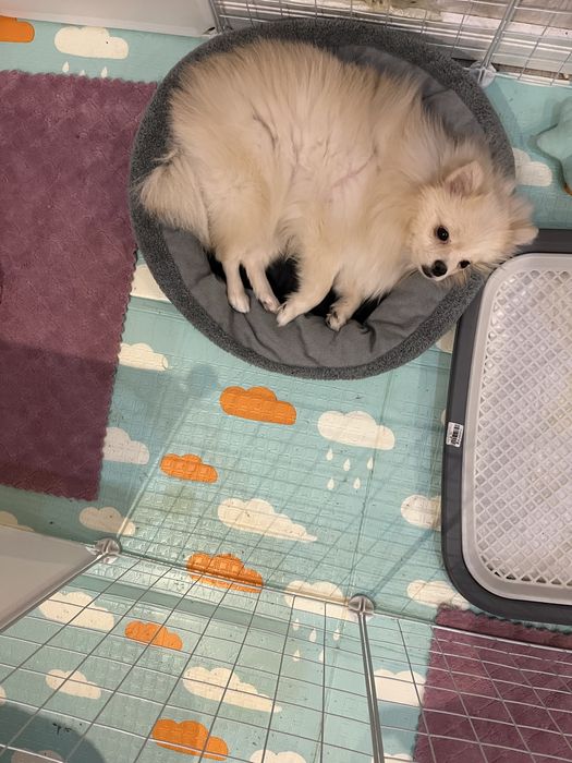 Мини шпиц девочка