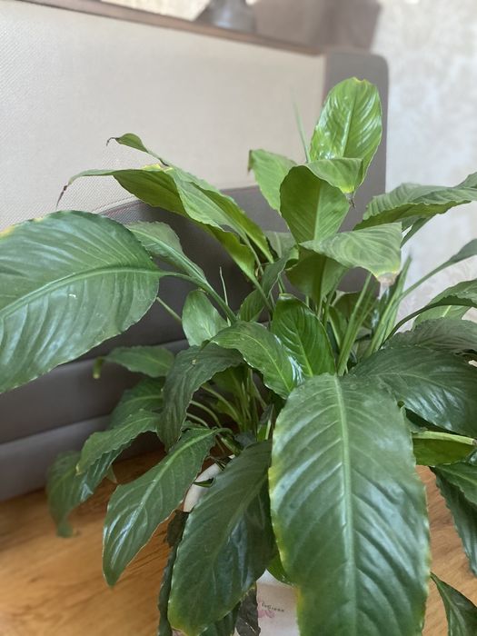 Цветы «Женское счастье»