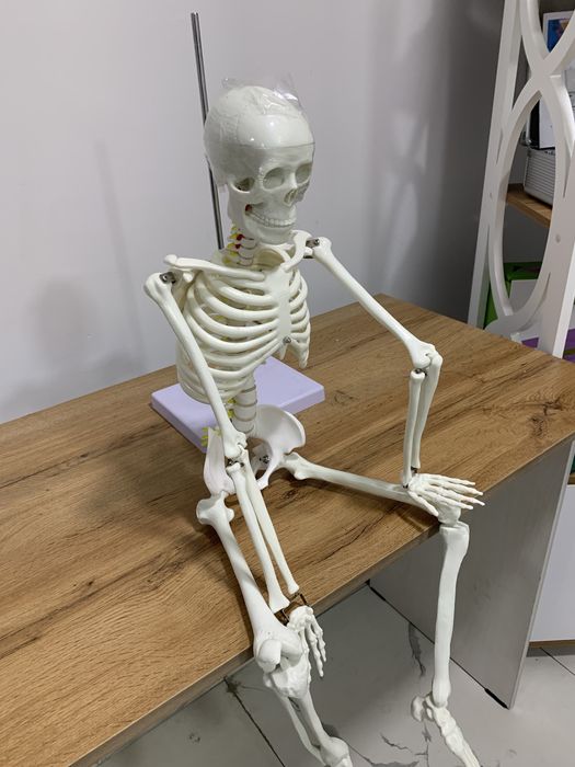 Склет муляж 85 см