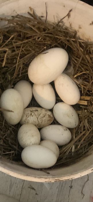 Oua de gasca pentru consum si incubat
